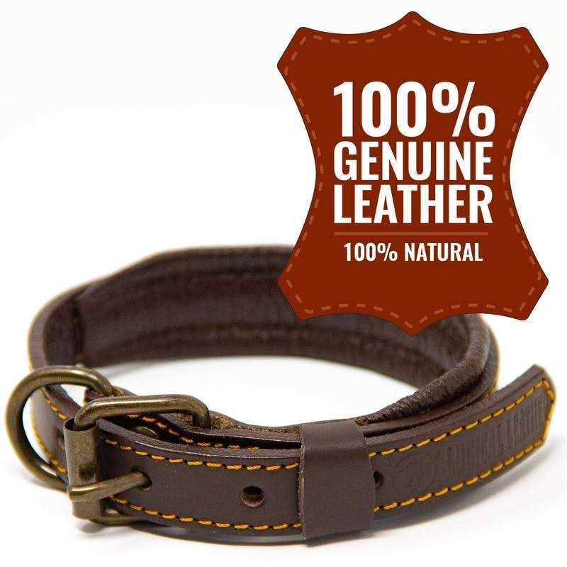Padded Full Grain Leather Dog Collar X623918