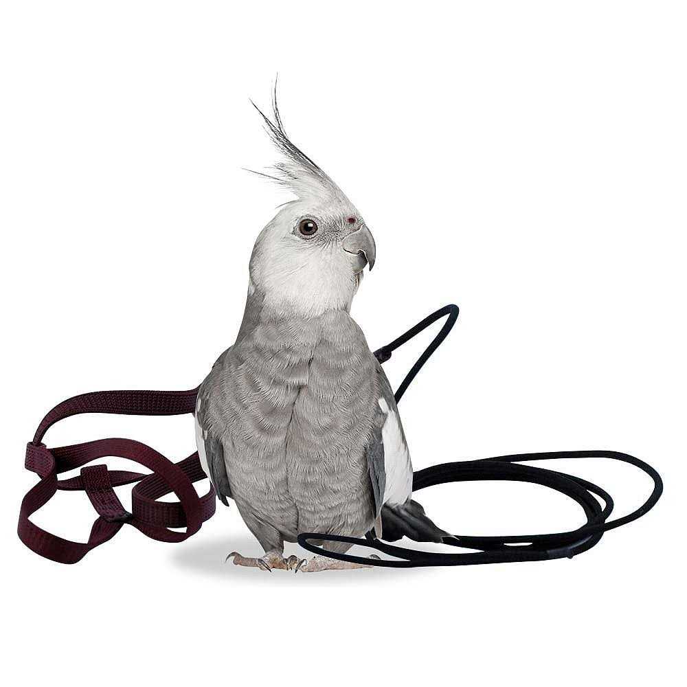 Bird Harness and Leash W615730