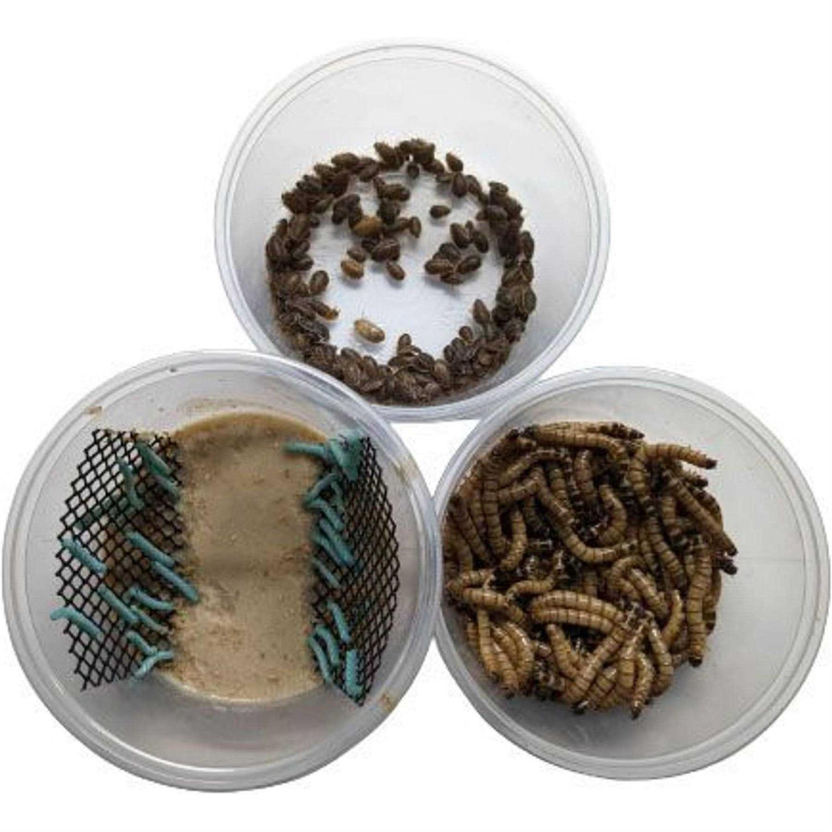 Small Roach Hornworm & Superworm Live Feeder Combo Reptile Food C5103