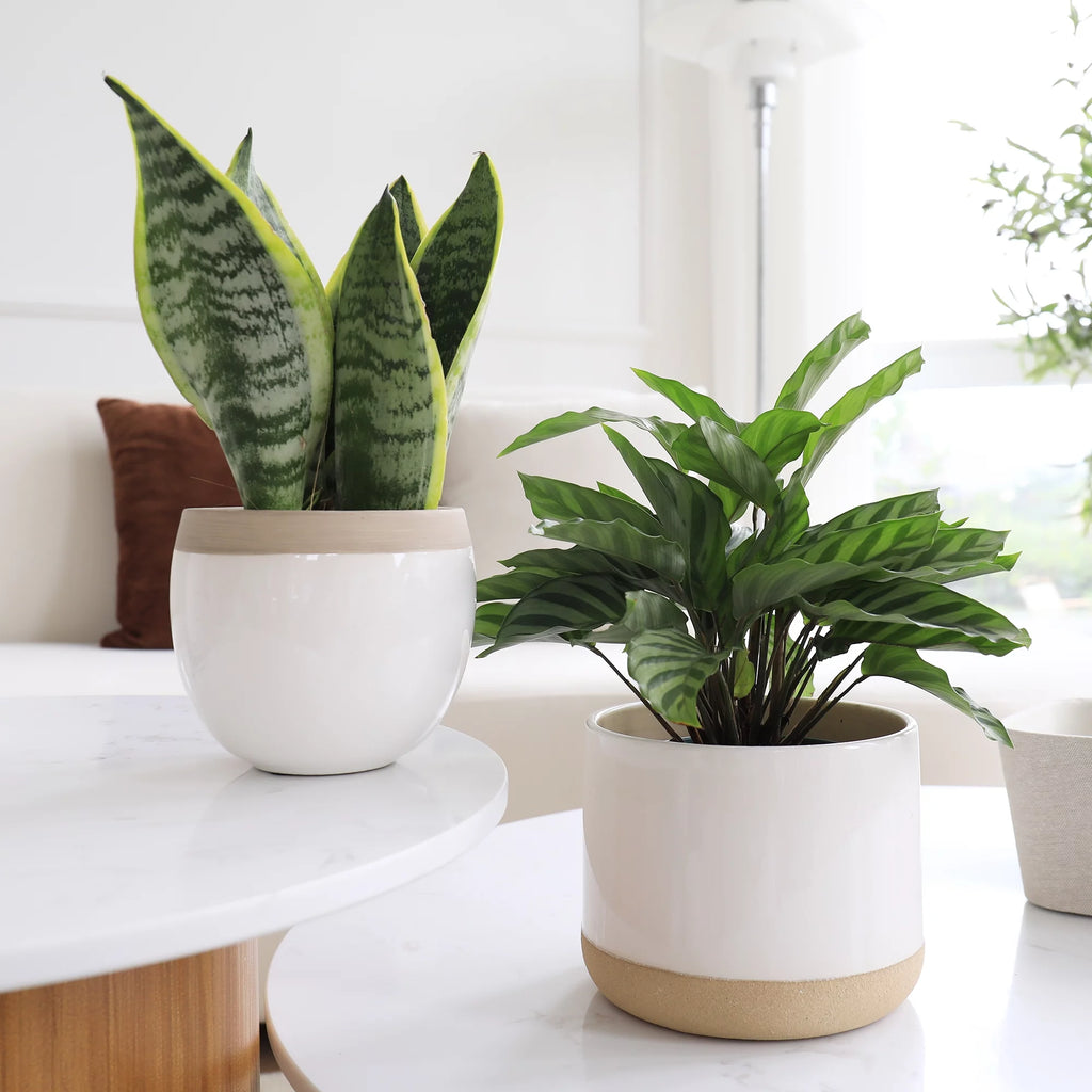 White Ceramic Flower Plant Pots C716132