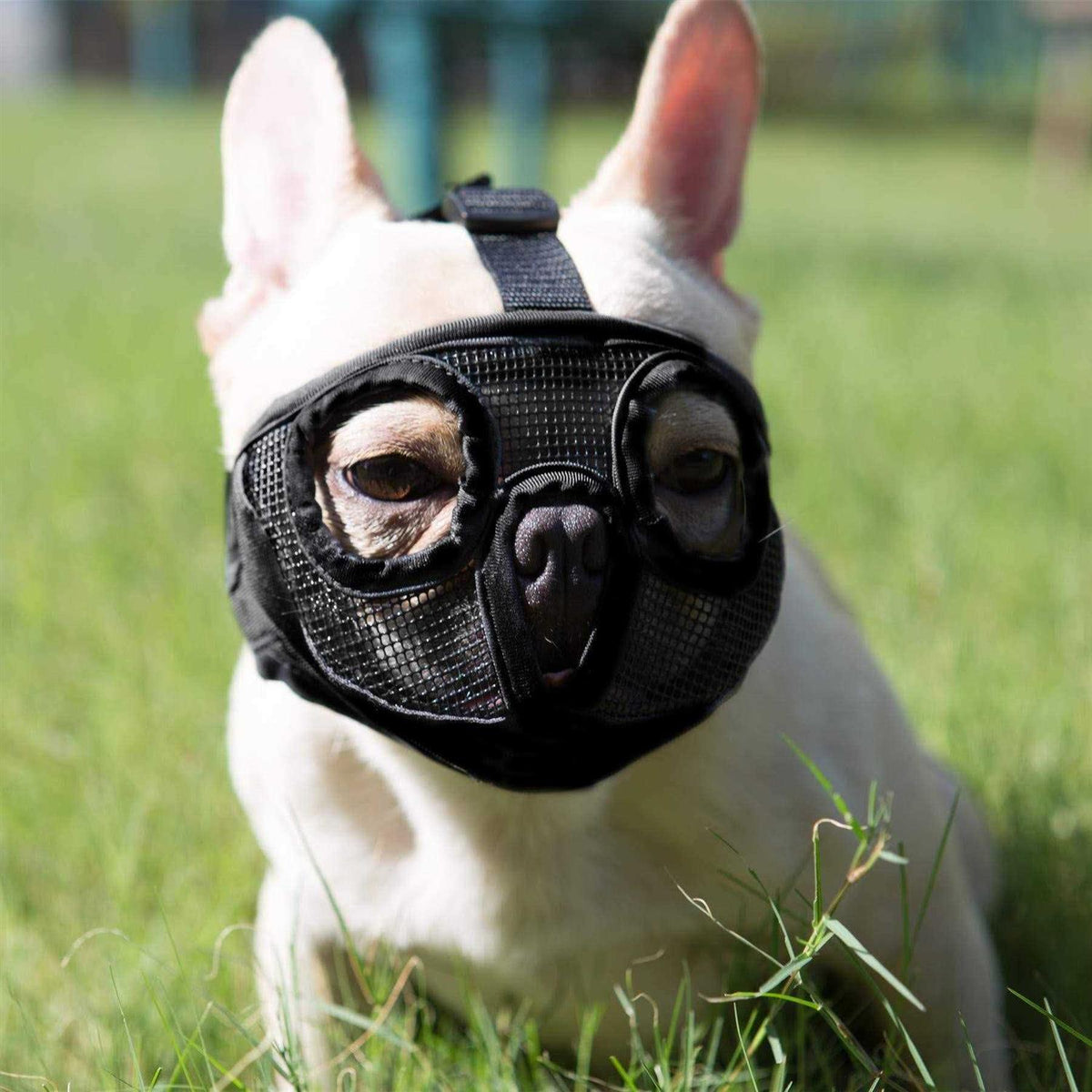 Adjustable Breathable Mesh Short Snout Dog Muzzle S510