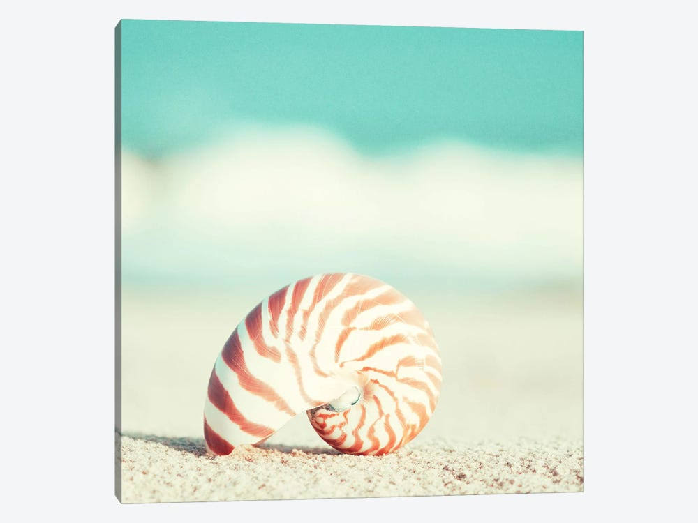 Canvas Art Picture - Nautilus Z663893