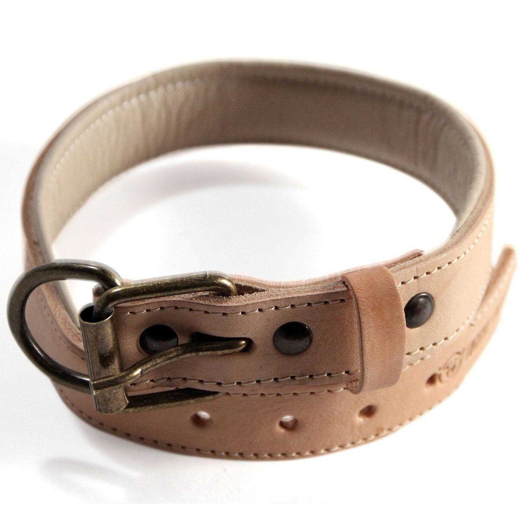 Padded Full Grain Leather Dog Collar X623918