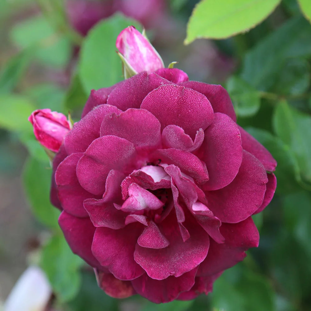 Burgundy Iceberg Purple Rose Bush A24143