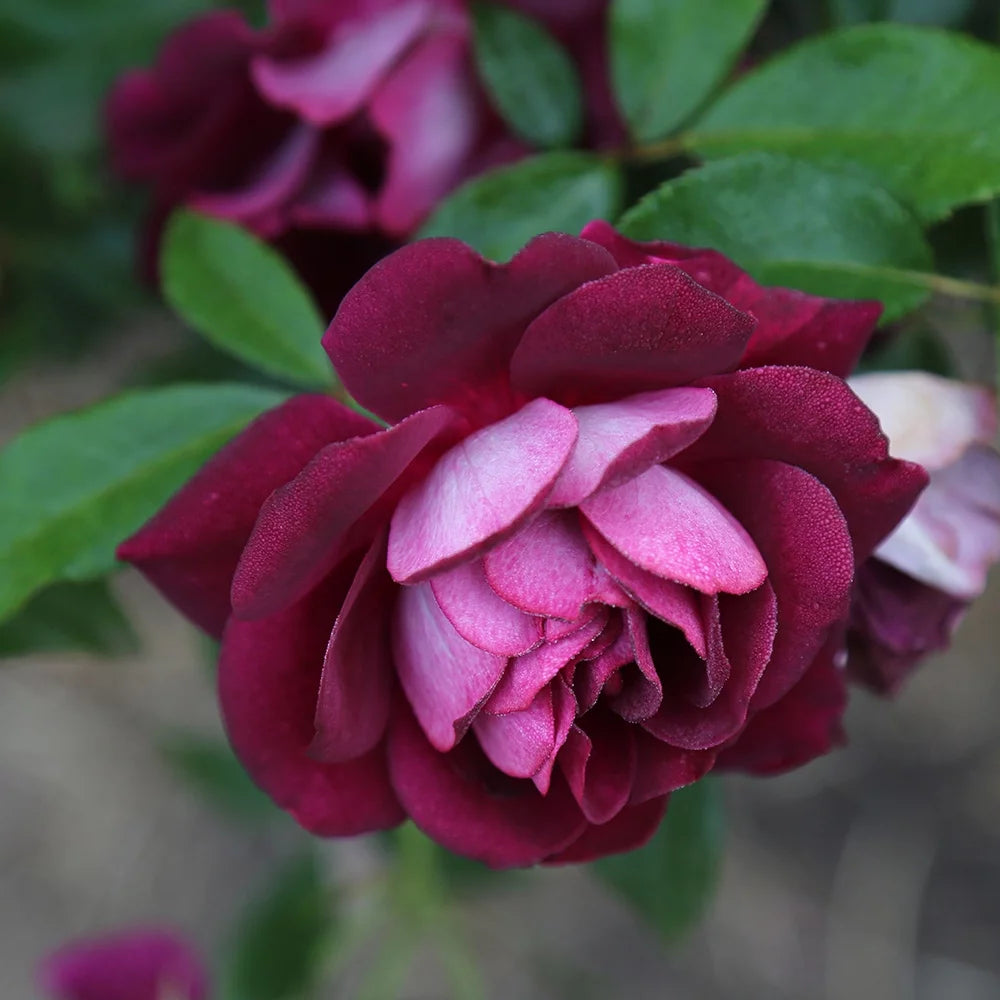 Burgundy Iceberg Purple Rose Bush A24143