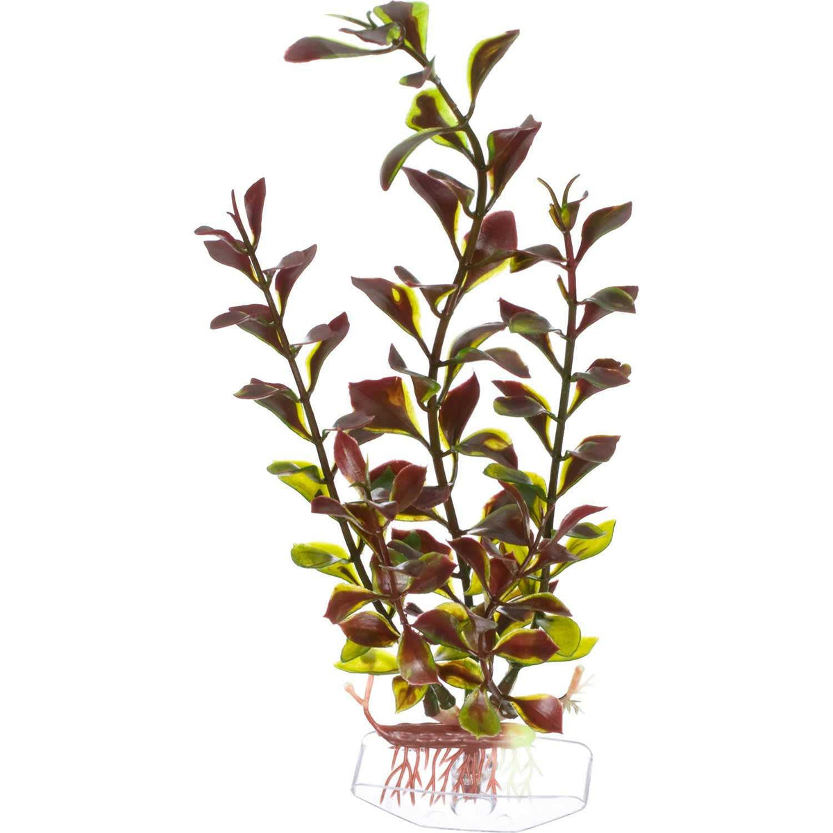 Ludwigia Medium C4012