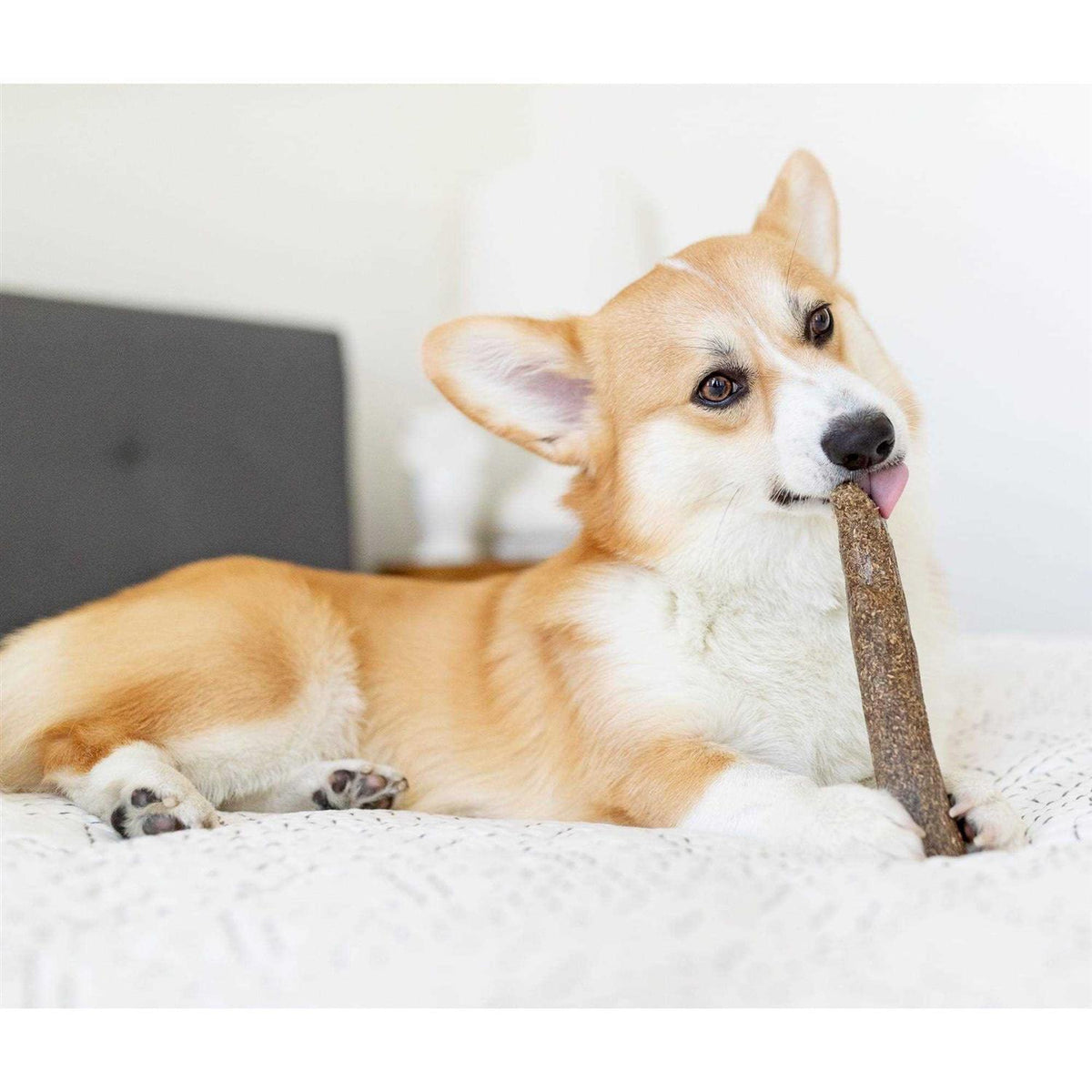 Dogwood Calming Chew B779