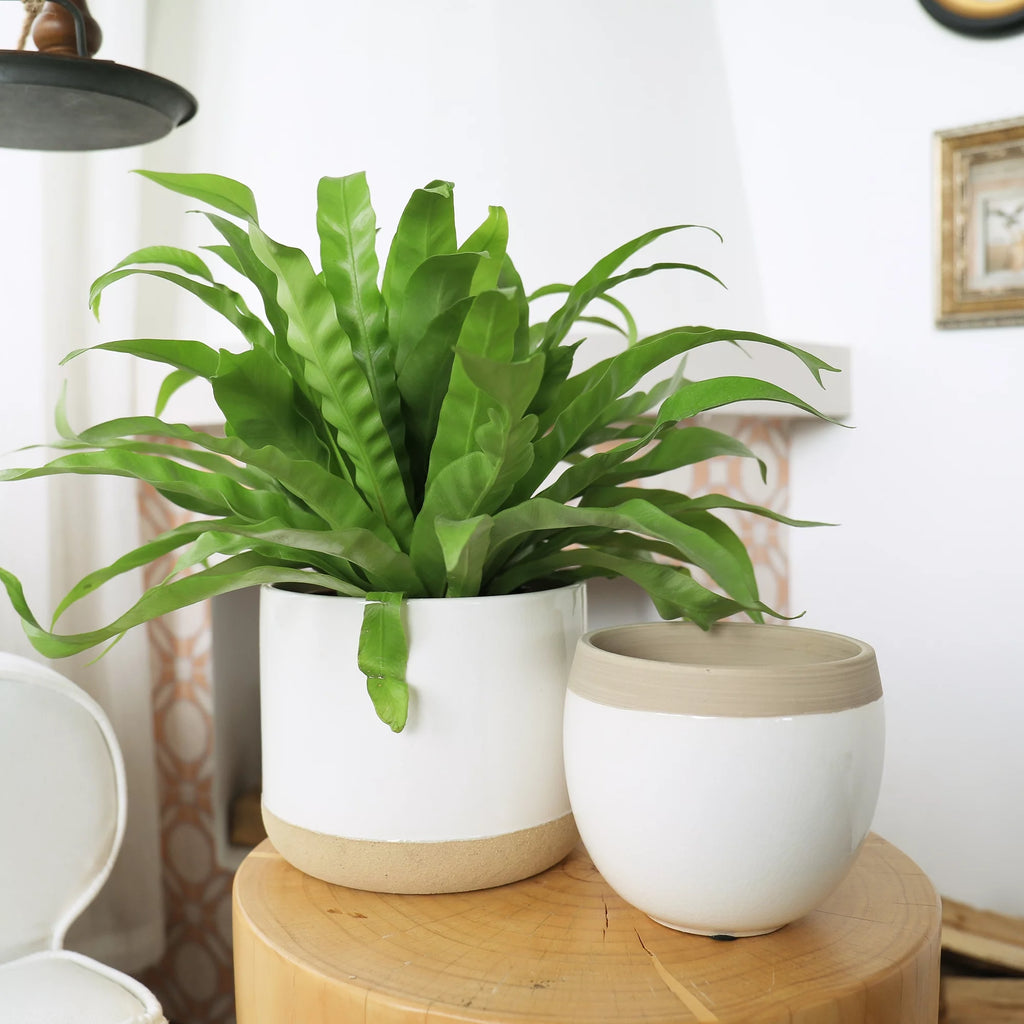 White Ceramic Flower Plant Pots C716132