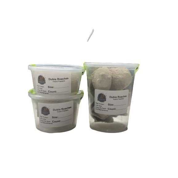 Small Roach Hornworm & Superworm Live Feeder Combo Reptile Food C5103