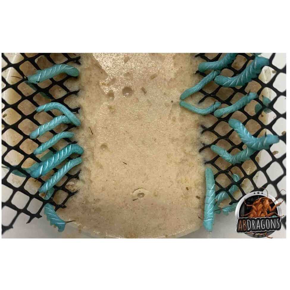 Small Roach Hornworm & Superworm Live Feeder Combo Reptile Food C5103
