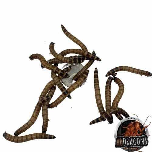 Small Roach Hornworm & Superworm Live Feeder Combo Reptile Food C5103
