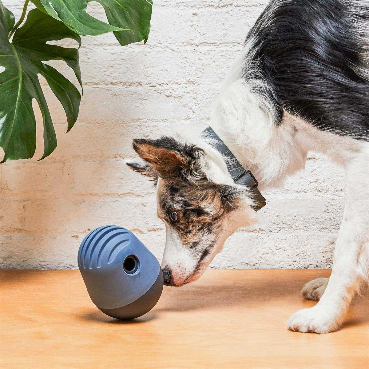 Dog Toy O635