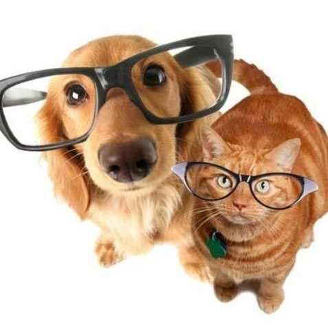 Eye Lube Pet Supplies H7742