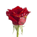 Painted Confetti Roses 125 Stems P69102