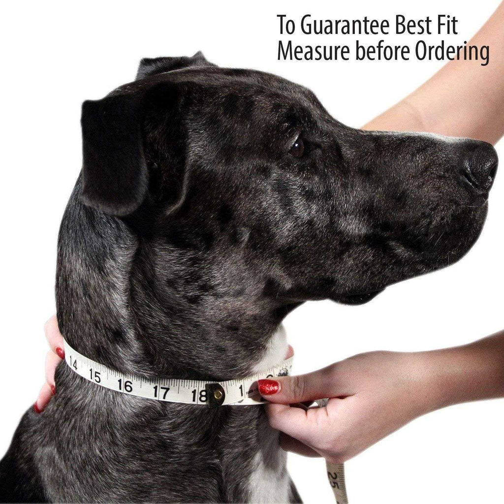 Padded Full Grain Leather Dog Collar X623918