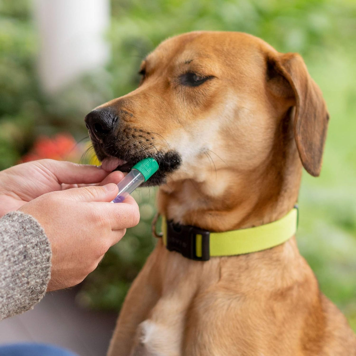 Breed Identification Kit Dog DNA Test G25330