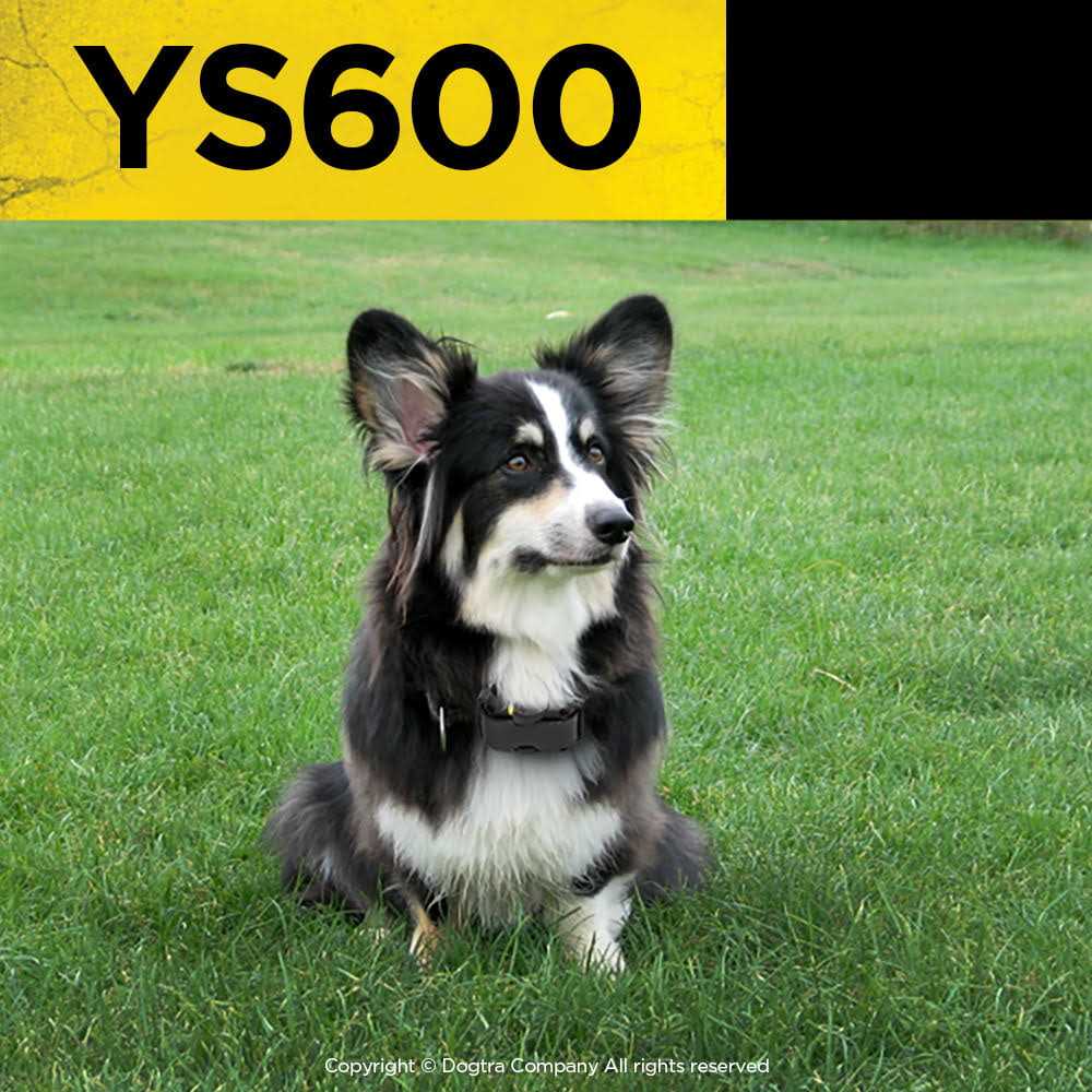 No Bark Collar Y351438