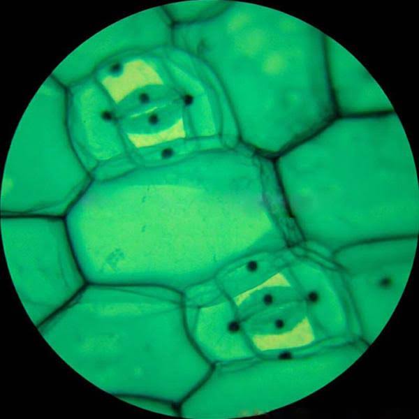 Trinocular Biological Compound Microscope with Plan Objectives and 14MP USB Digital Camera Z631374