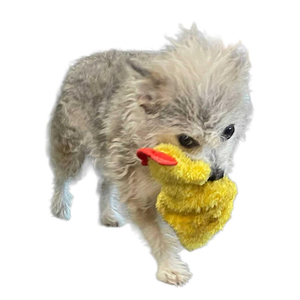 Chicken and Egg Paper Crinkle Squeaker Toys X5828