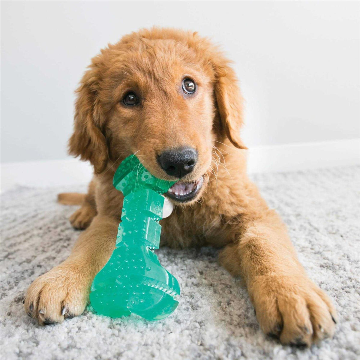 Dog Toy T9564